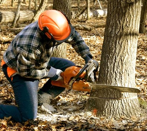 Tree Removal in Cloverdale, CA